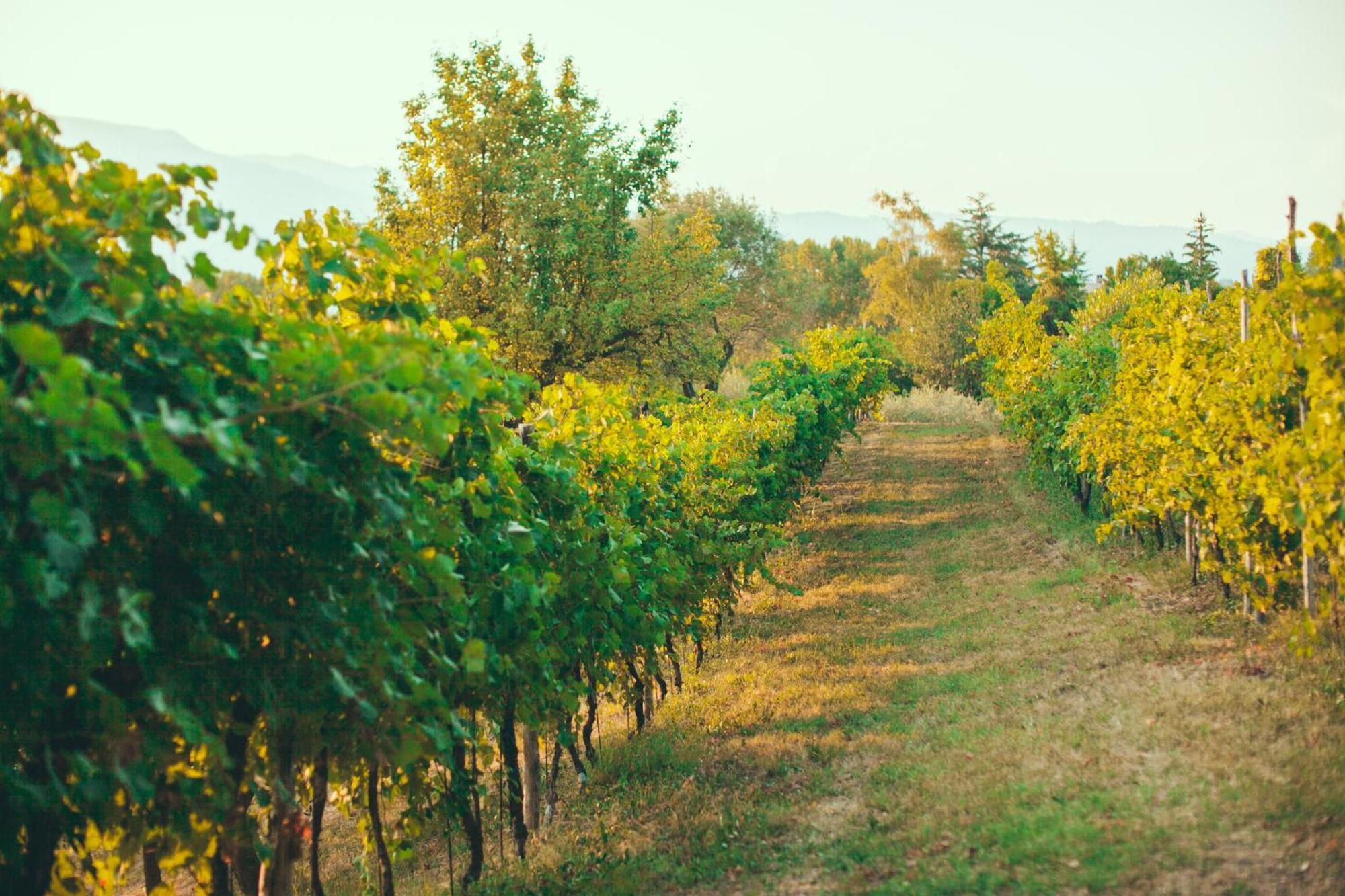 Asolo Norah'S Hill Agri Rooms Monfumo Eksteriør bilde